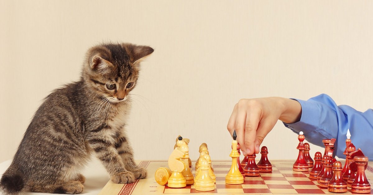 Как научить кота трюкам и командам — дрессировка кошек в домашних условиях